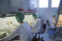 Recoltarea de celule stem - cel mai nou business intrat in Romania