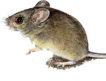 Un barbat din Iasi a descoperit un soarece in salamul cumparat de la supermarket