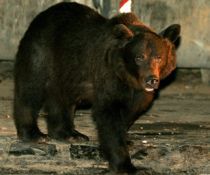 Tecuci. O ursoaica a evadat de la gradina zoologica