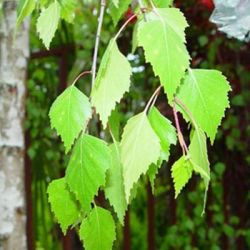 Ceaiul de mesteacan favorizeaza eliminarea colesterolului din organism