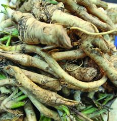 Hreanul, recomandat in bronsita