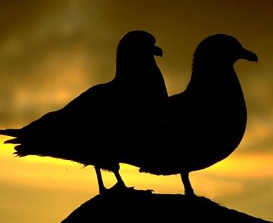 Contrastele se atrag - o regula valabila atunci cand iti cauti un partener