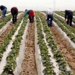 Mai multe romance, sclave pe 