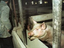 Comisar acuzat de luare de mita, ridicat de anchetatori din cocina porcilor