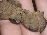 Un tanar din Craiova a ascuns 400 de grame de hasis in vasul de la toaleta