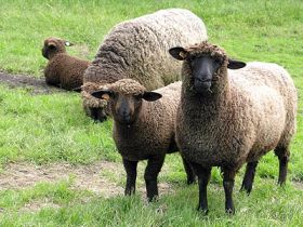 Efect bizar al incalzirii climatice: oile devin din ce in ce mai mici