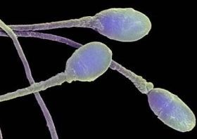 Barbatii urati produc mai multa sperma in timpul actului sexual