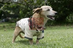 Cel mai batran caine din lume a implinit 26 de ani