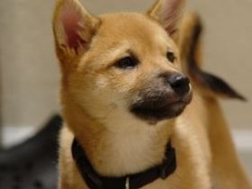 A platit 32.000 de dolari pentru a-si lua cainele in avion, la clasa business