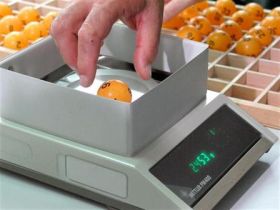 Loteria Nationala bulgara in ancheta dupa ce a extras aceleasi sase numere de doua ori la rand