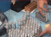 Al doilea caz de gripa porcina, confirmat tot la o eleva din Slobozia