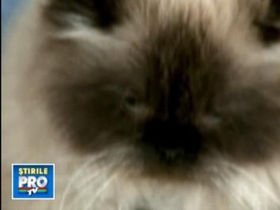 Sapte romani au rapit o pisica in Italia! Au cerut 20 de euro rascumparare