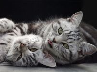 Cat show - expozitie de pisici la Palatul Copiilor din bucuresti