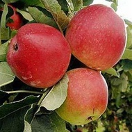 Dupa 20 de ani de munca, oamenii de stiinta au realizat mere care nu se strica