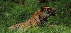 Chinez condamnat la 12 ani de inchisoare, dupa ce a mancat ultimul tigru de Indochina din tara sa