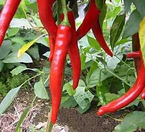 Ardeiul iute arde kilogramele in plus