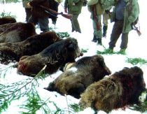 Ion Tiriac organizeaza o noua vanatoare pe domeniul de la Balc