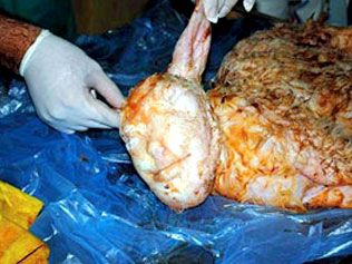 O oaie din Turcia a fatat un miel cu cap de om