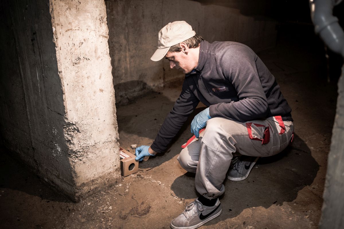 Firme care ofera servicii de deratizare in Bucuresti