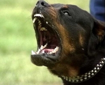 Batrana din Austria devorata de cei doi caini ai sai