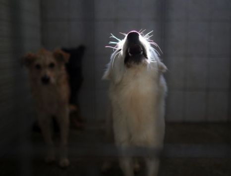 Peste 70% dintre bucuresteni vor eutanasierea cainilor bolnavi fara stapan
