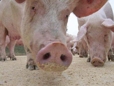 Doi barbati au murit inecati in fecale de porc