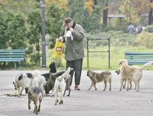 Hingherii galateni au tranchilizat un batran in locul unui caine