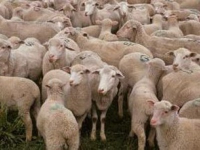 Turma de oi si capre spulberata de un sofer beat si fara permis