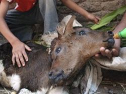 Egipt: Vitel cu doua capete, nascut in Egipt