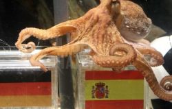 Caracatita Paul a prezis ca Olanda va castiga CM 2010