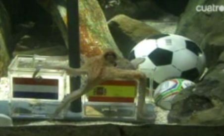 Spania campioana mondiala si Germania pe locul 3, conform caracatitei Paul