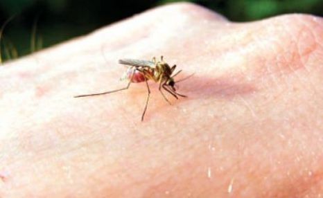 Virusul West Nile a ucis opt oameni in Grecia