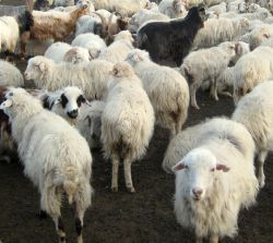 A intrat cu masina intr-o turma de oi care intrasera pe pamantul sau