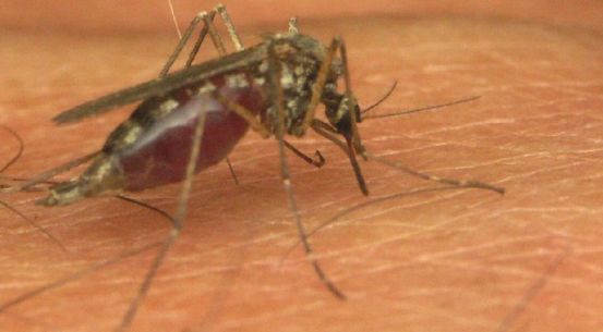 Doi oameni au murit in Romania infectati cu virusul West Nile