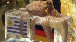 Caracatita Paul a murit