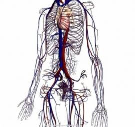 Google Body: Harta 3D a corpului uman