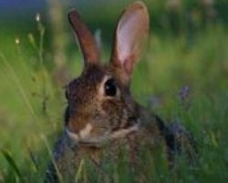 Anul Iepurelui aduce stabilitate in 2011