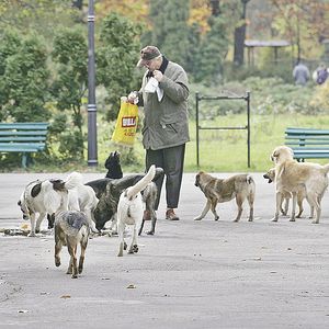O femeie in stare grava la spital dupa ce a fost sfasiata de caini