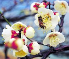 Polenul previne accidentele vasculare