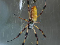 Veninul unui paianjen provoaca erectii mai puternice decat Viagra