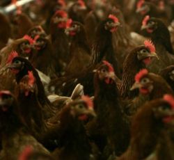 Un buzoian a reclamat la OPC o gaina trista