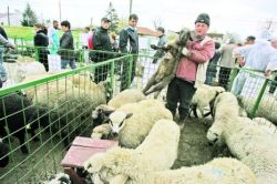 Mielul se vinde cu preturi intre 18 si 28 lei/kg in pietele din Bucuresti