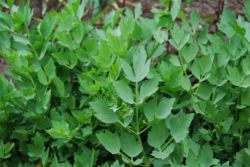 Leusteanul: medicament sau zarzavat?