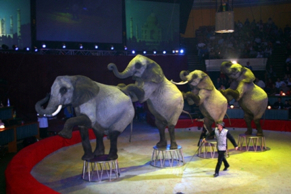 Animalele de la circ ? ultimul spectacol, prima zi de suferinta 