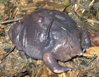 Broastele cu nas, o specie pe cale de disparitie