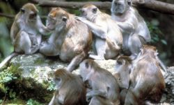 Un spital din India este terorizat de macaci