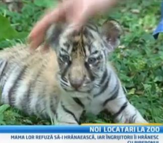 Doi pui de tigru, noile atractii la Gradina Zoologica din Targu Mures
