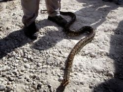 Un bucurestean sunat la 112 dupa ce a gasit o reptila de 0.5 metri in masina