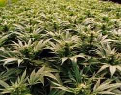 Armata mexicana a distrus cea mai mare plantatie de marijuana din lume