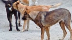 Romania a fost condamnata la CEDO din cauza cainilor vagabonzi